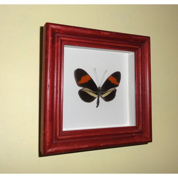 Vintage Framed Postman Butterfly oddity curiosity entomology insect wall hanging - Picture 5 of 10